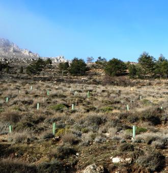 El Corte Inglés lanza Los Grinpins, peluches 100% sostenibles con los que ayudará a reforestar bosques