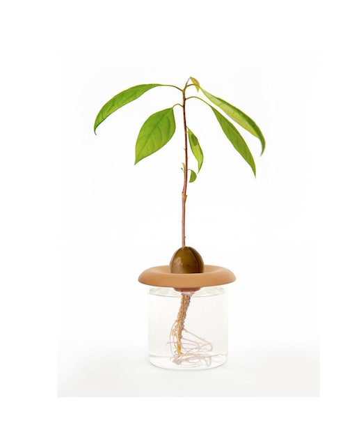 Imagen 0 de Set de Jardinería Kikkerland para Brotes