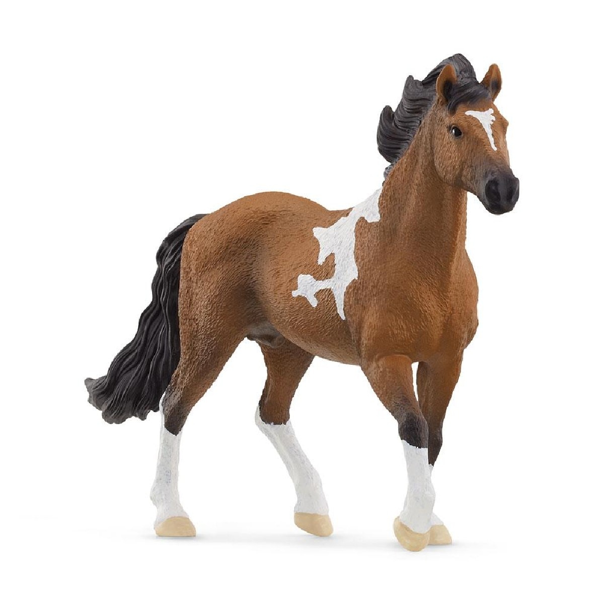 CaValo Semental Mangalarga Marchador 1
