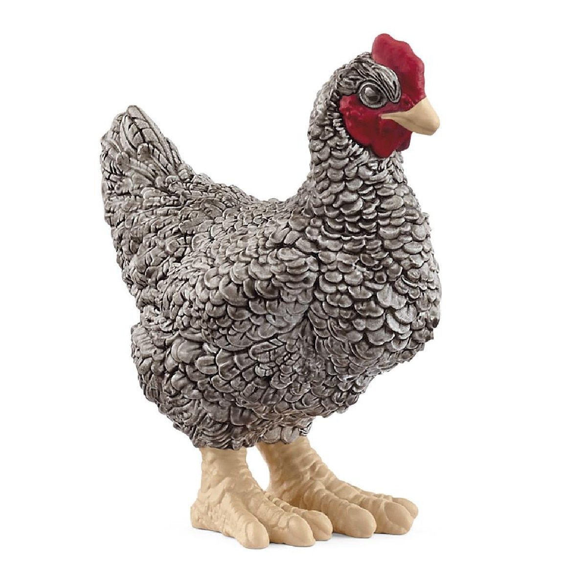 Galo Plymouth Rock 1