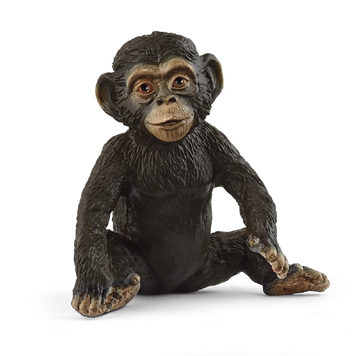 Chimpanzé Bebé 1