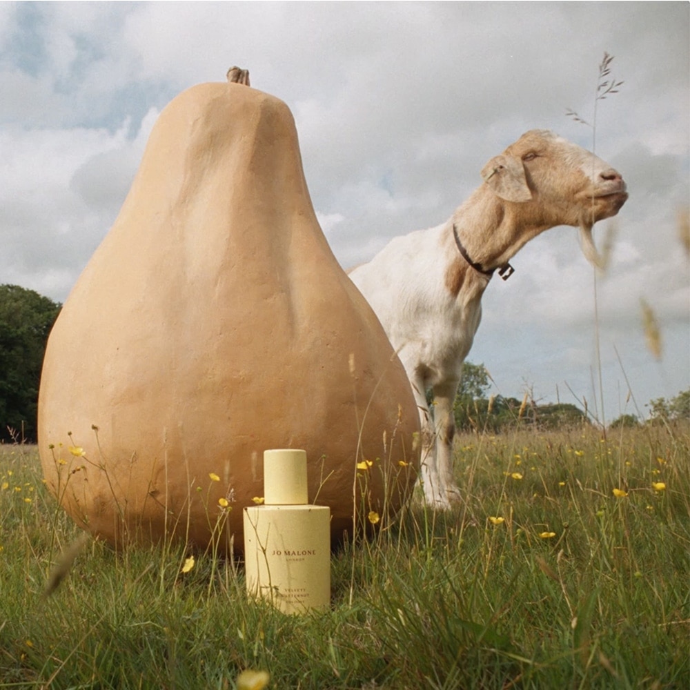 Velvety Butternut Cologne 2
