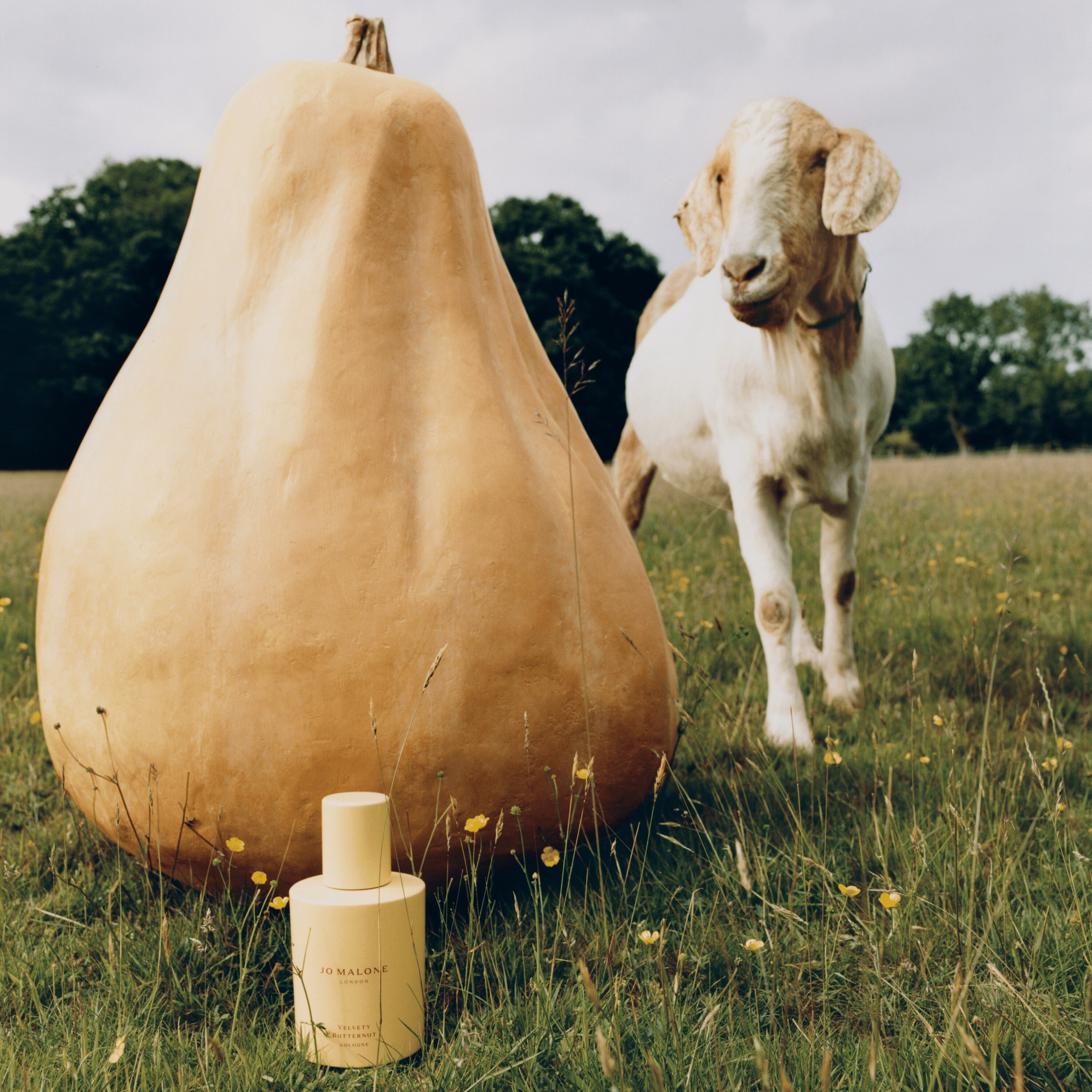 Velvety Butternut Cologne 4