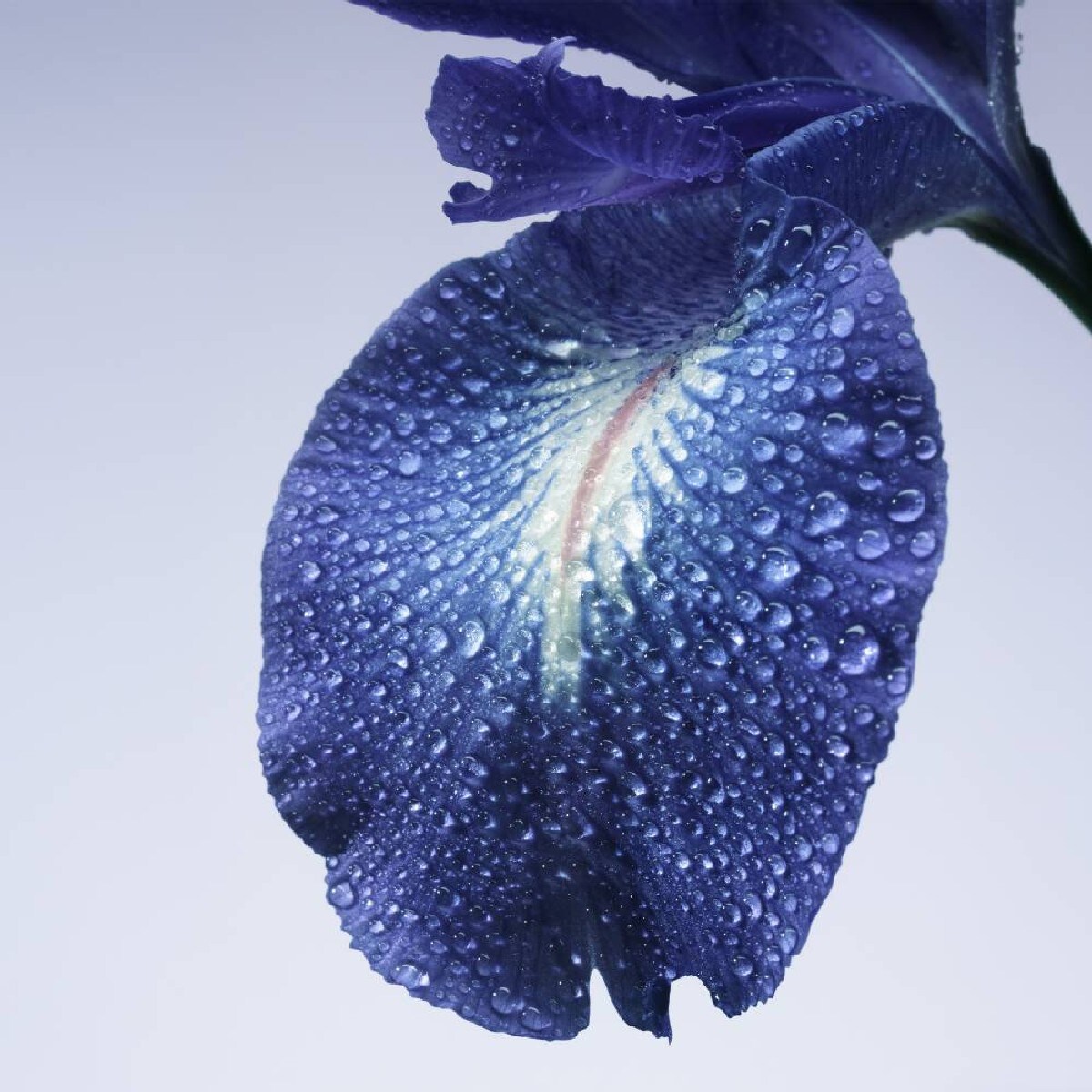 Eau de Toilette Privé Iris 7