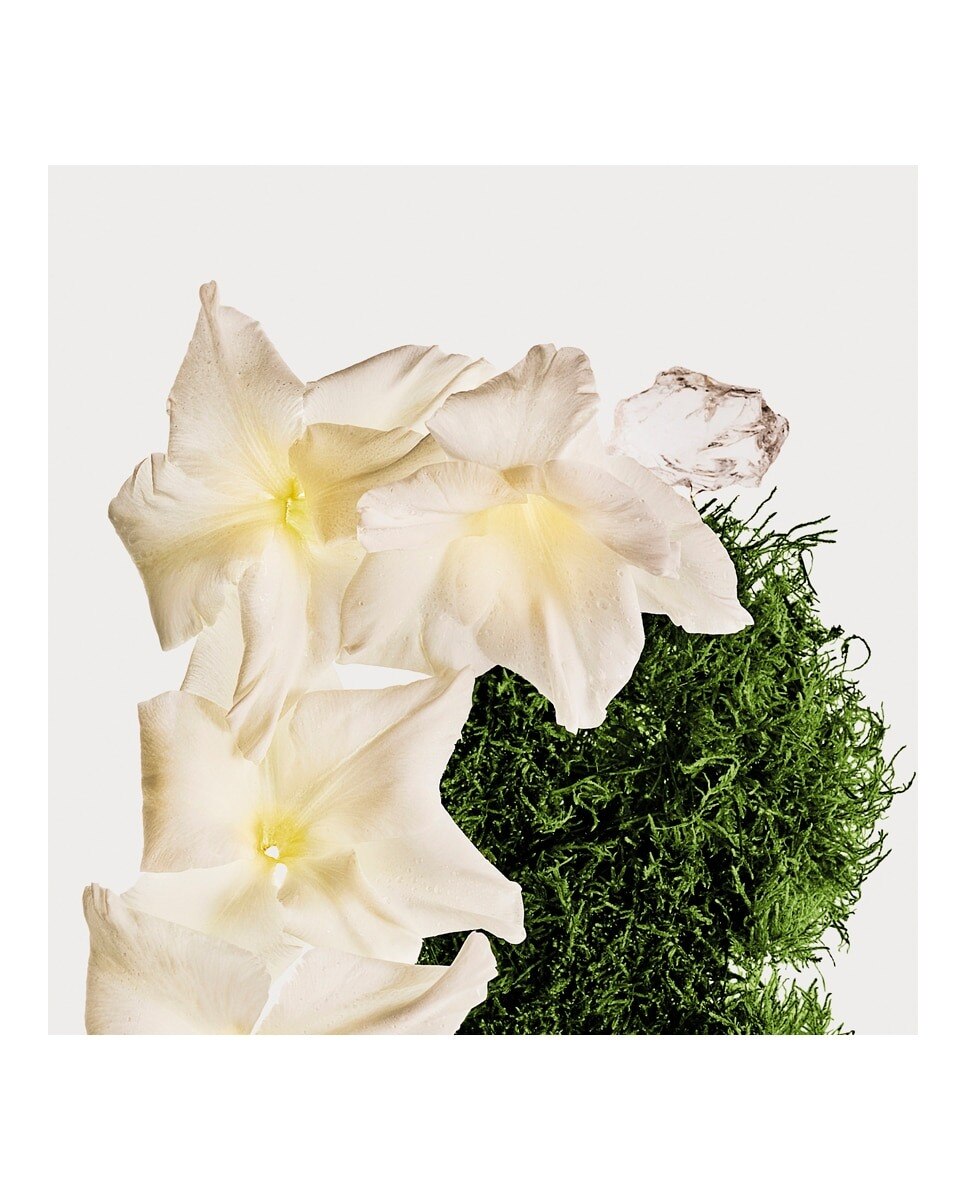 Bruma Perfumada Ck Cotton Musk 2