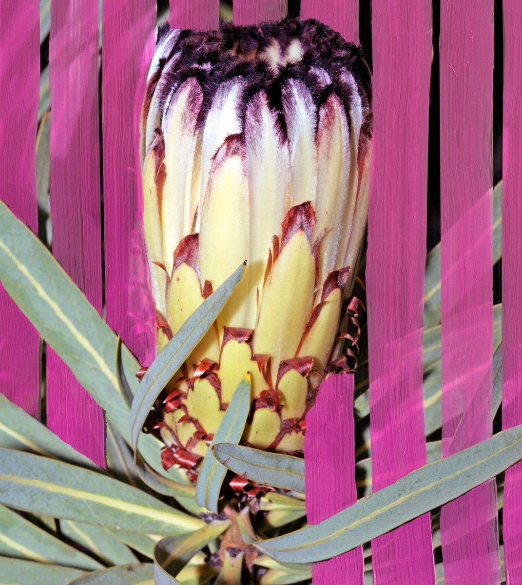 Inflorescence Eau de Parfum - 50 ml 4
