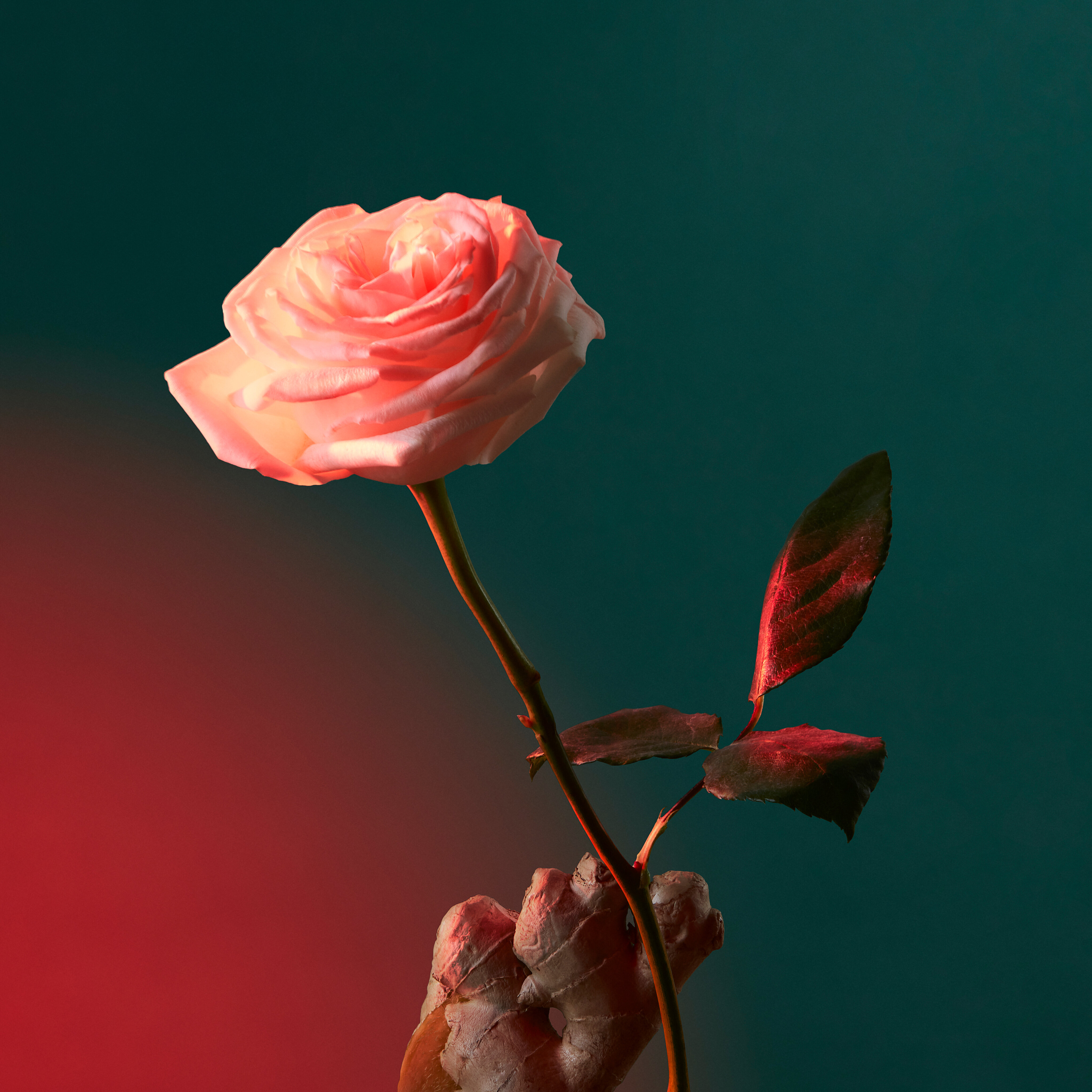 Liquid Love Potions & Remedies Eau de Parfum - 100 ml 4