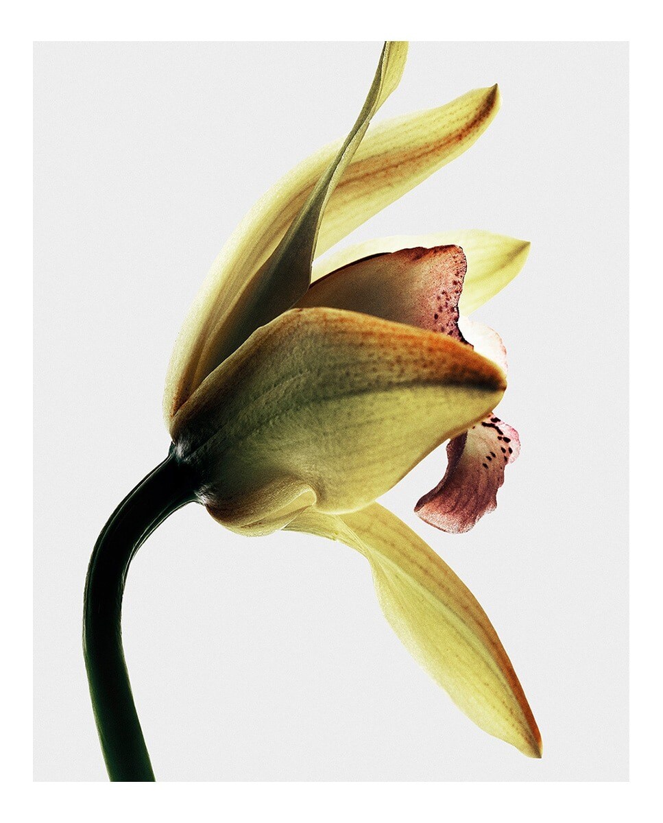 Roasted Vanila Eau de Parfum 3