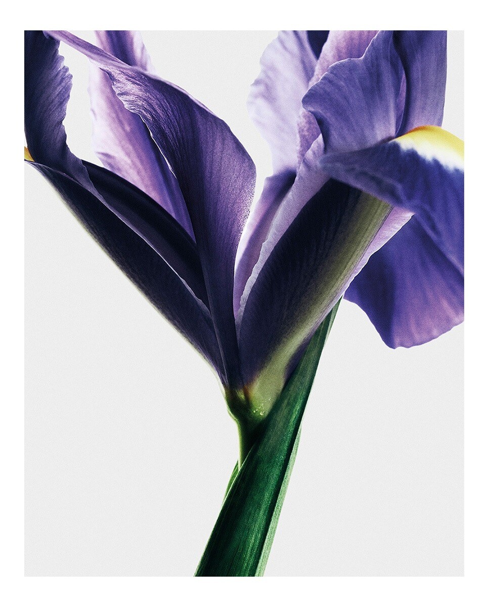 Iris Root Eau de Parfum 3