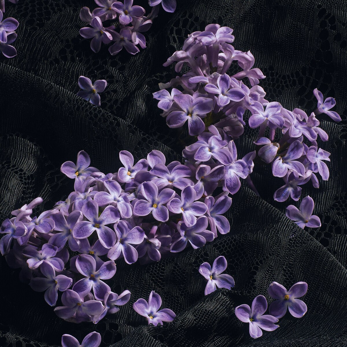 Sicily Re-Edition Eau De Parfum 6