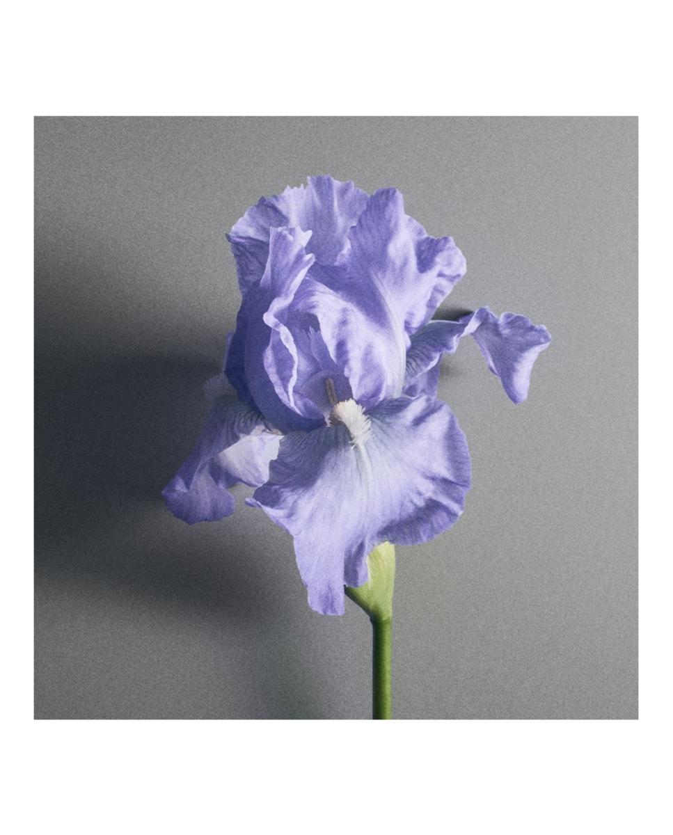 Creed Iris Debonair Eau de Parfum 6