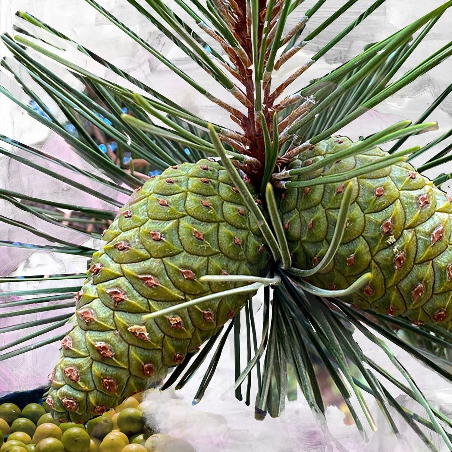 Óleo Corporal Gypsy Water 2