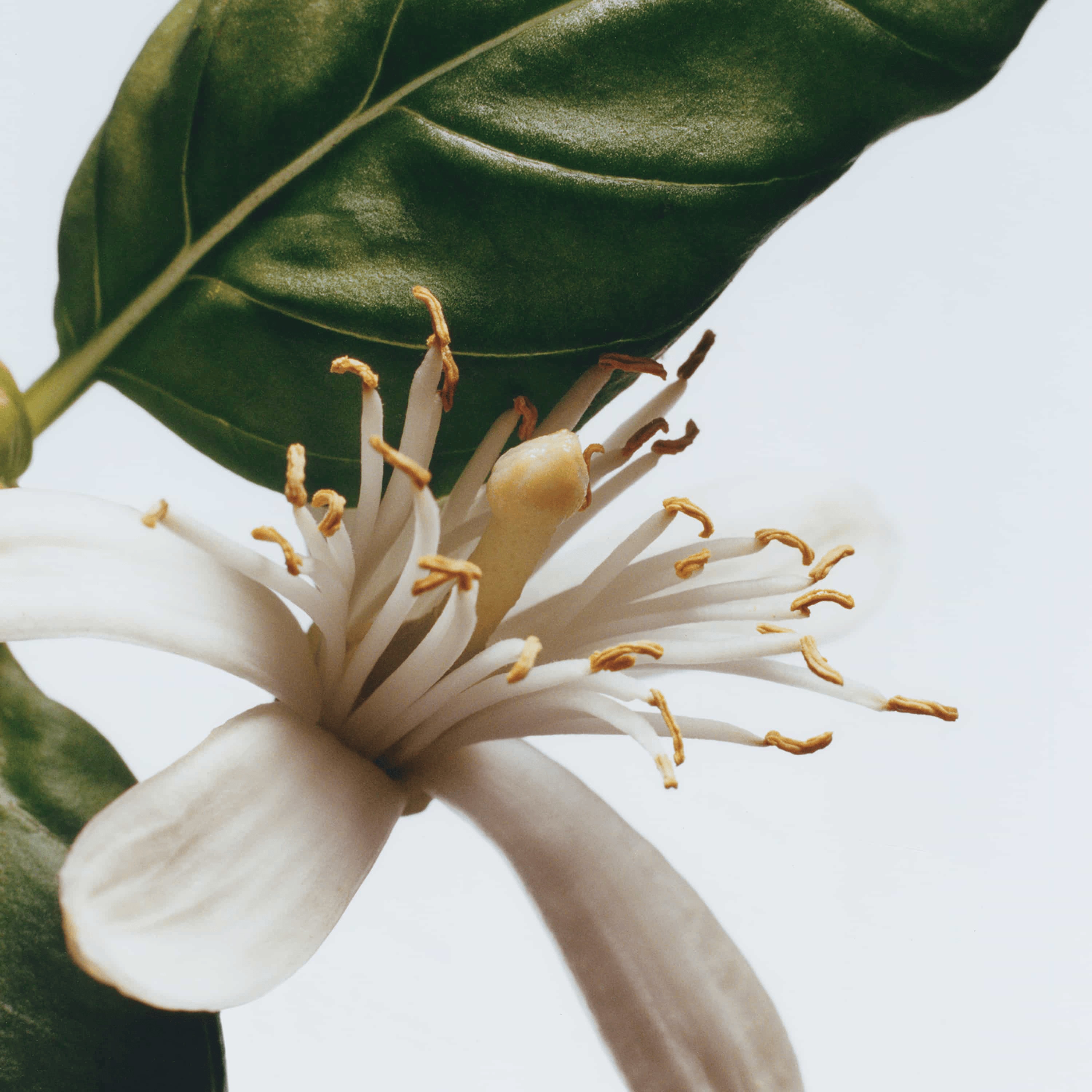 Basil & Neroli Cologne 4