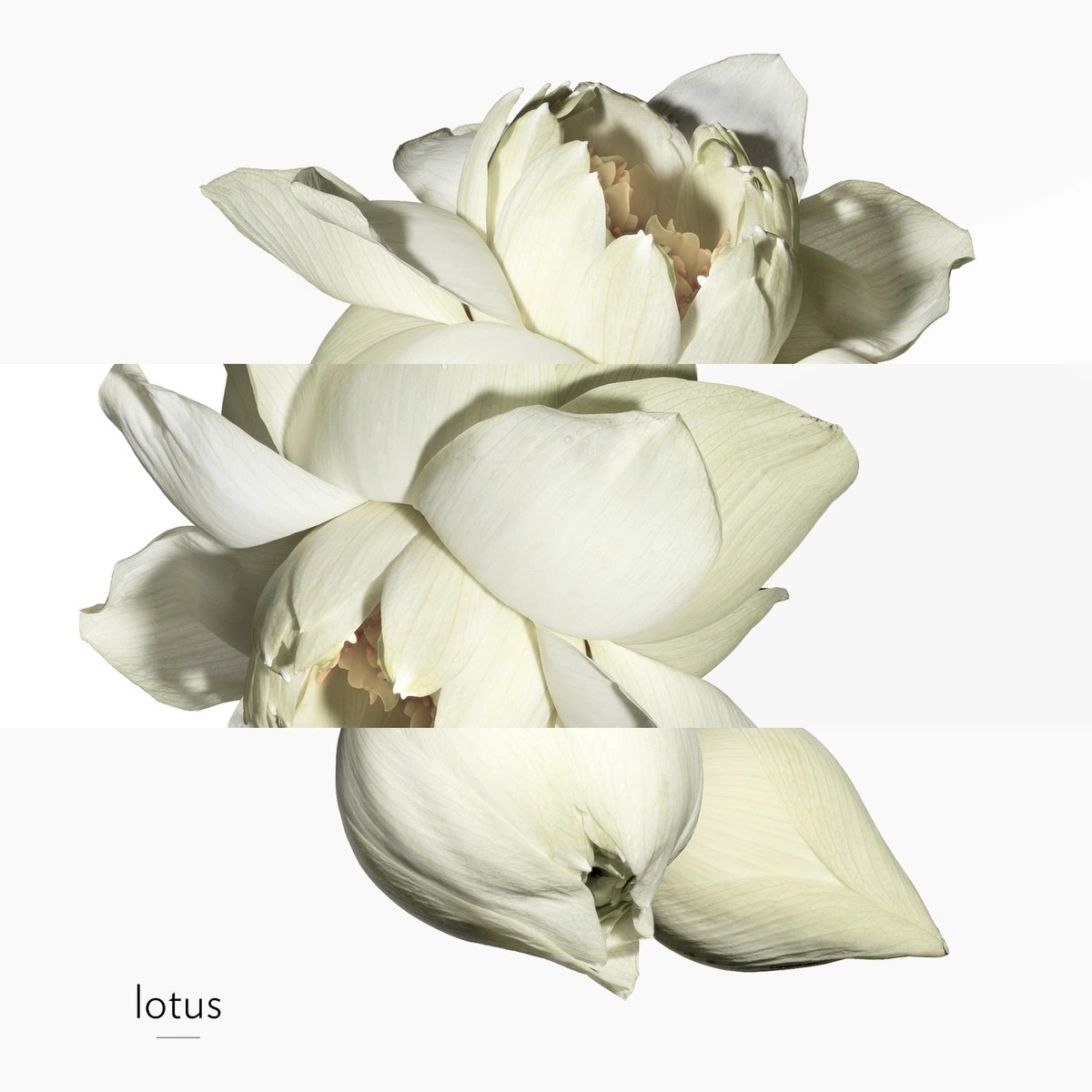 Un Jardin sur le Nil Eau de Toilette 7