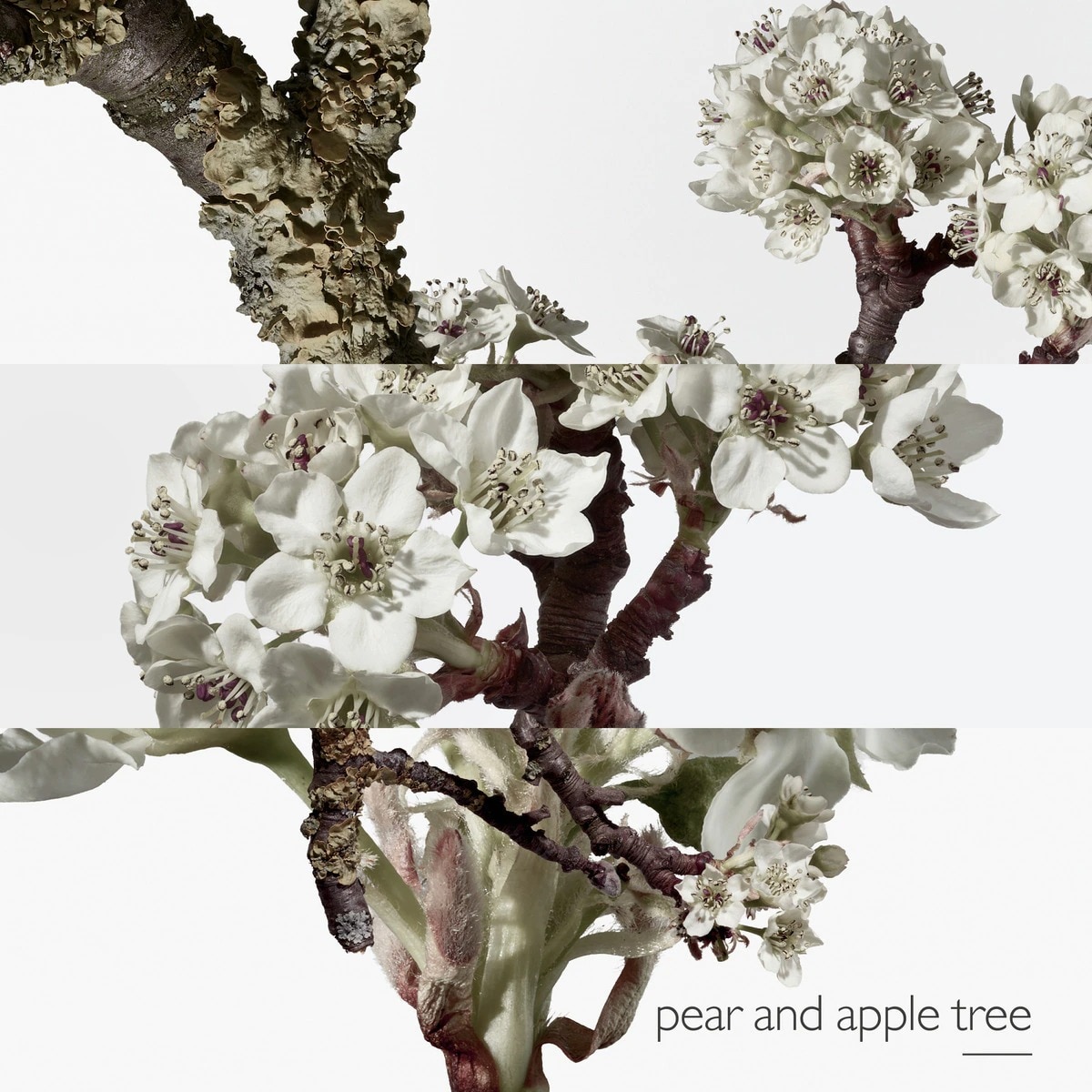 Un Jardin sur le Toit Eau de Toilette 5