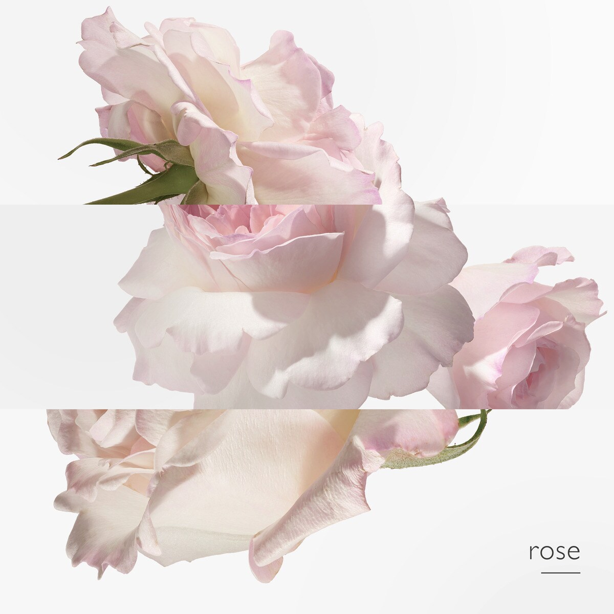 Concentré de Pamplemousse Rose Eau de Toilette - 100 ml 4