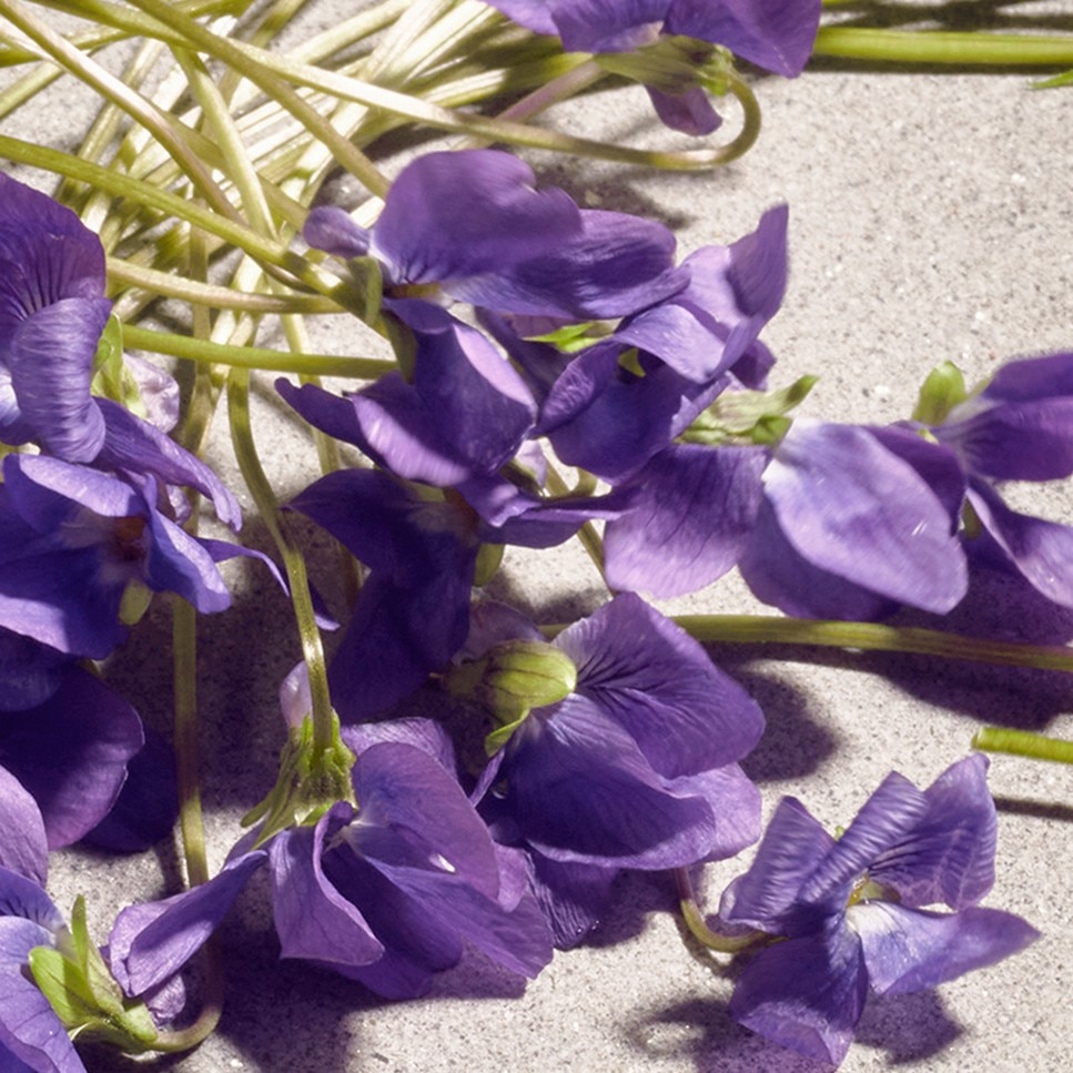 Dolce Violet Eau de Toilette 4