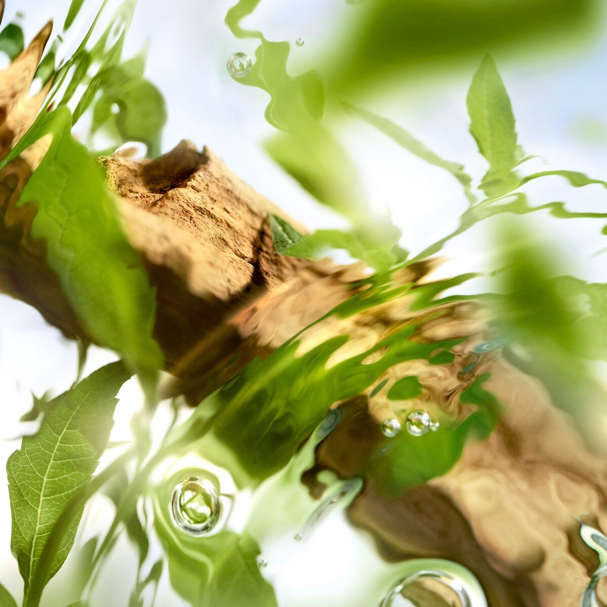 Old Off Now Les Ô Eau de Toilette 4