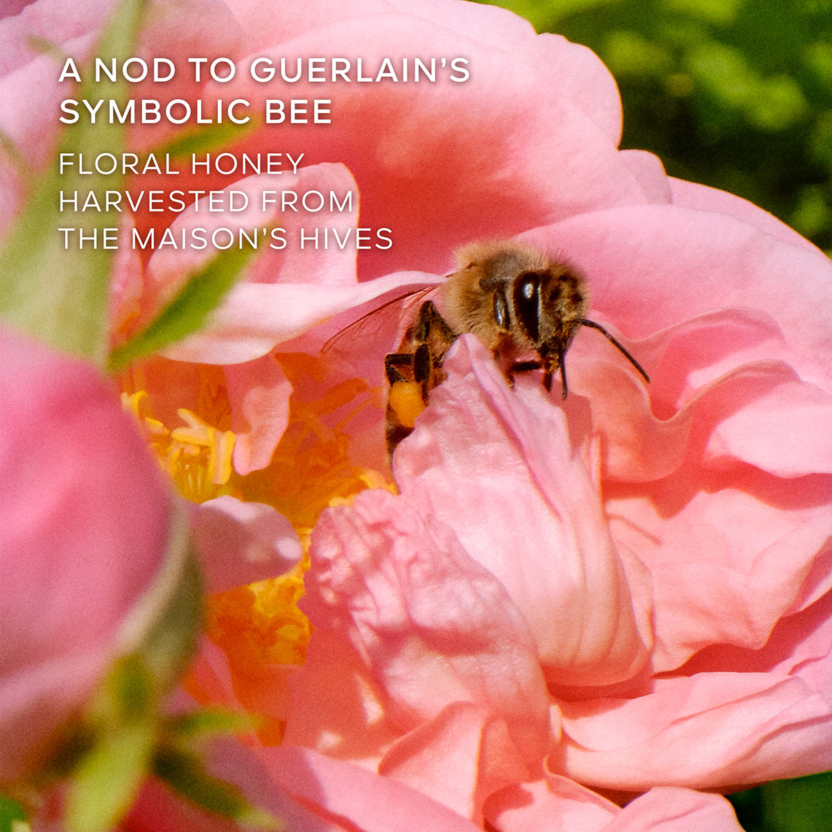 La Petite Robe Noire Honey Rose Eau de Parfum 6
