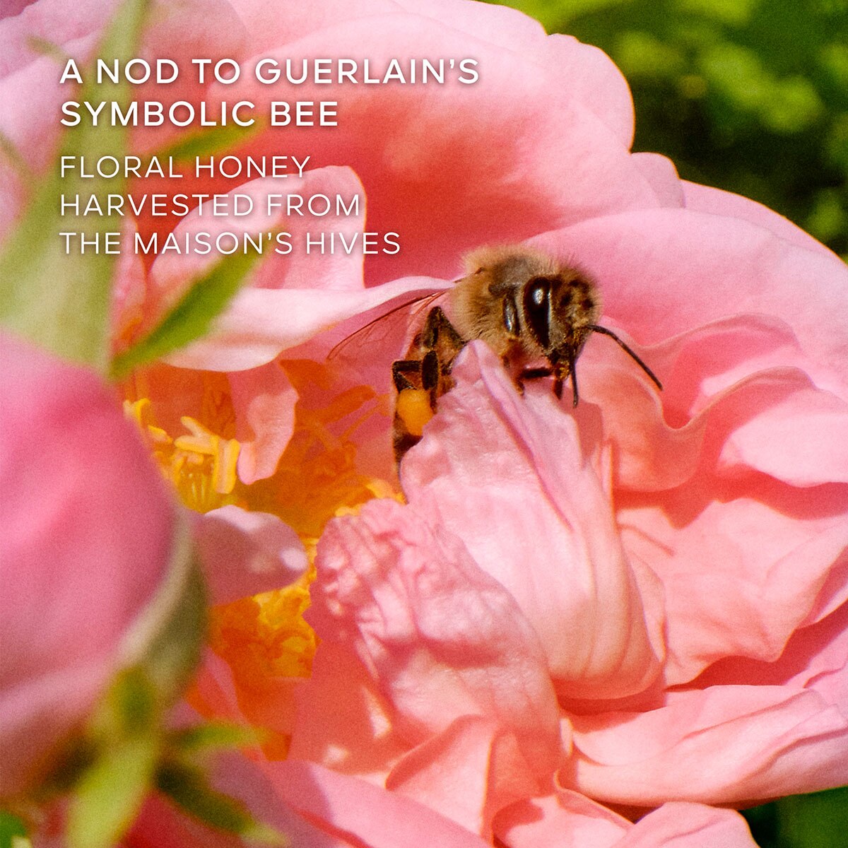 La Petite Robe Noire Honey Rose Eau de Parfum 6
