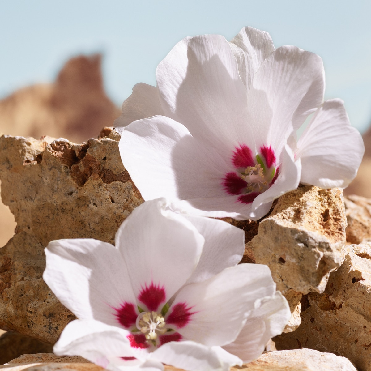 K By Dolce&Gabbana Elixir 5