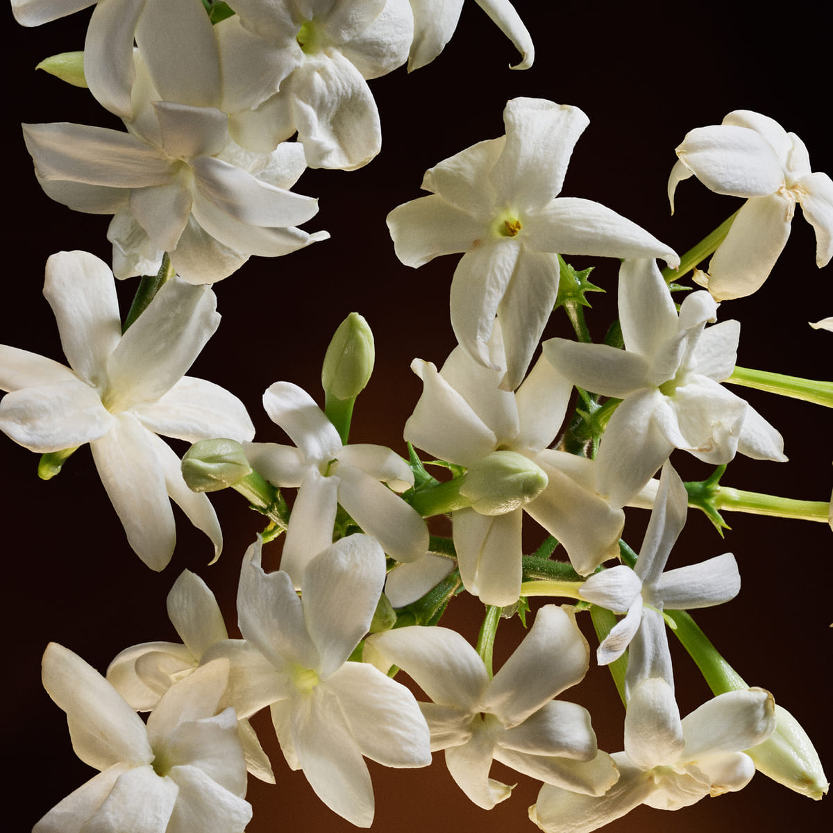 The One Eau De Parfum Intense 4