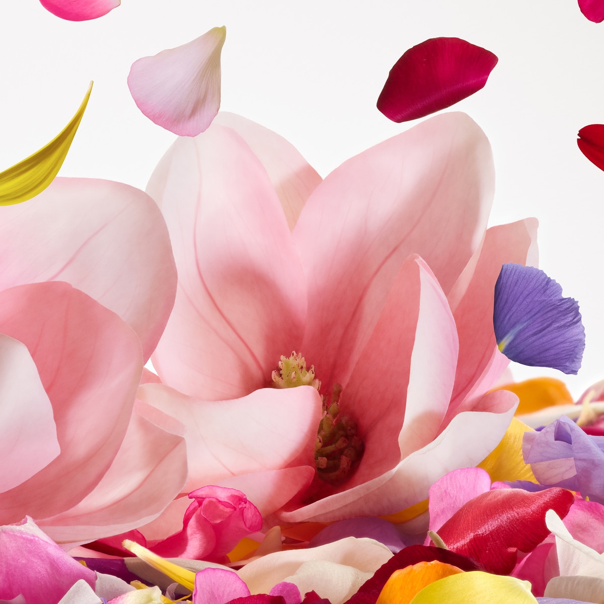 Dolce Magnolia Eau de Parfum 4