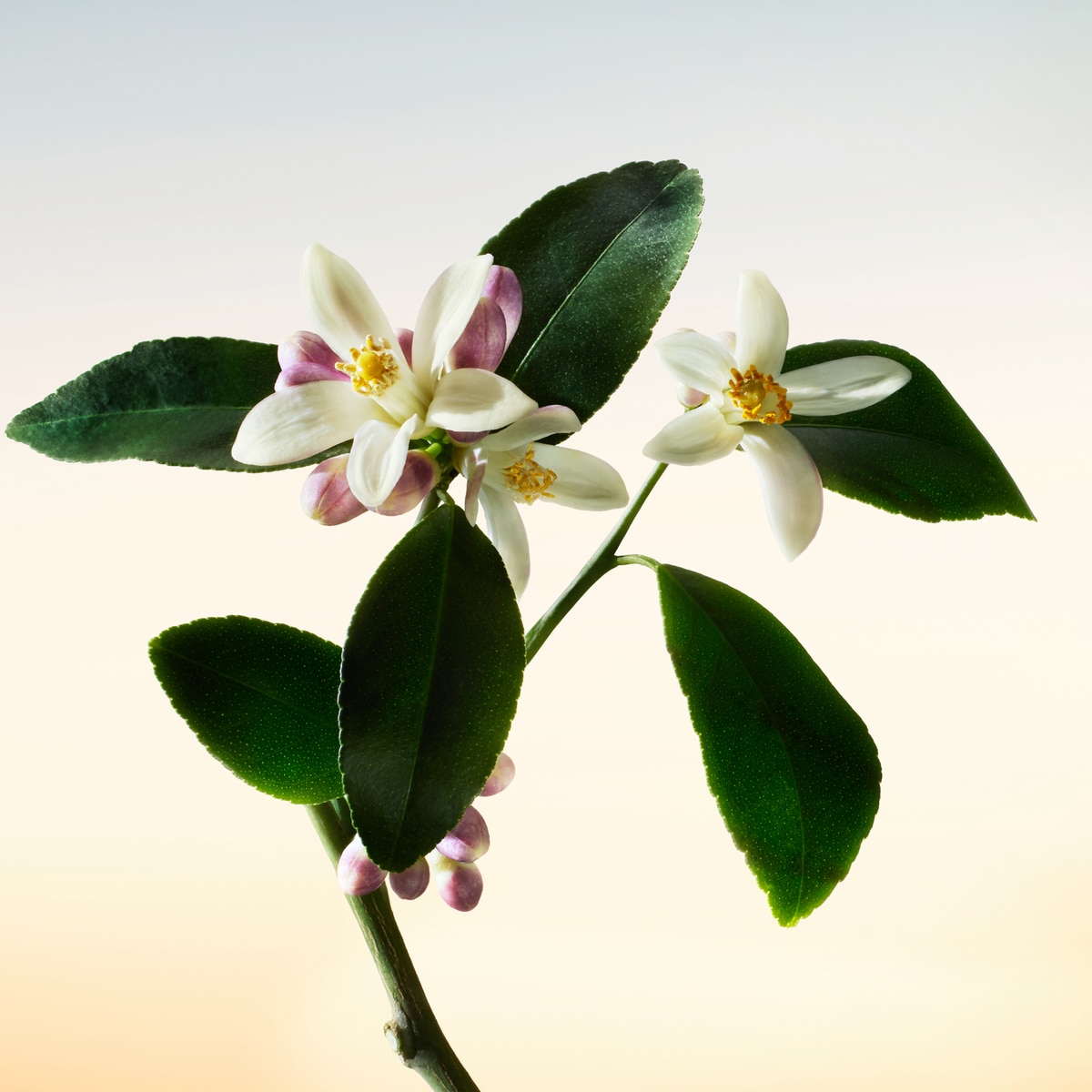 Lumière d'Issey Eau de Parfum 4