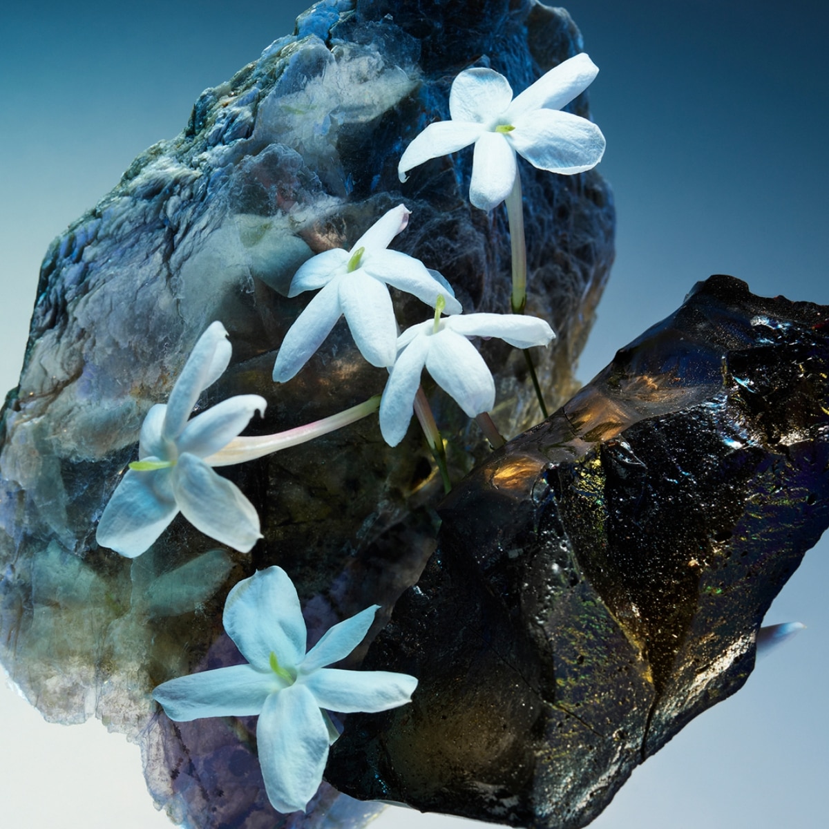 Le Gemme Amunae Eau de Parfum 4