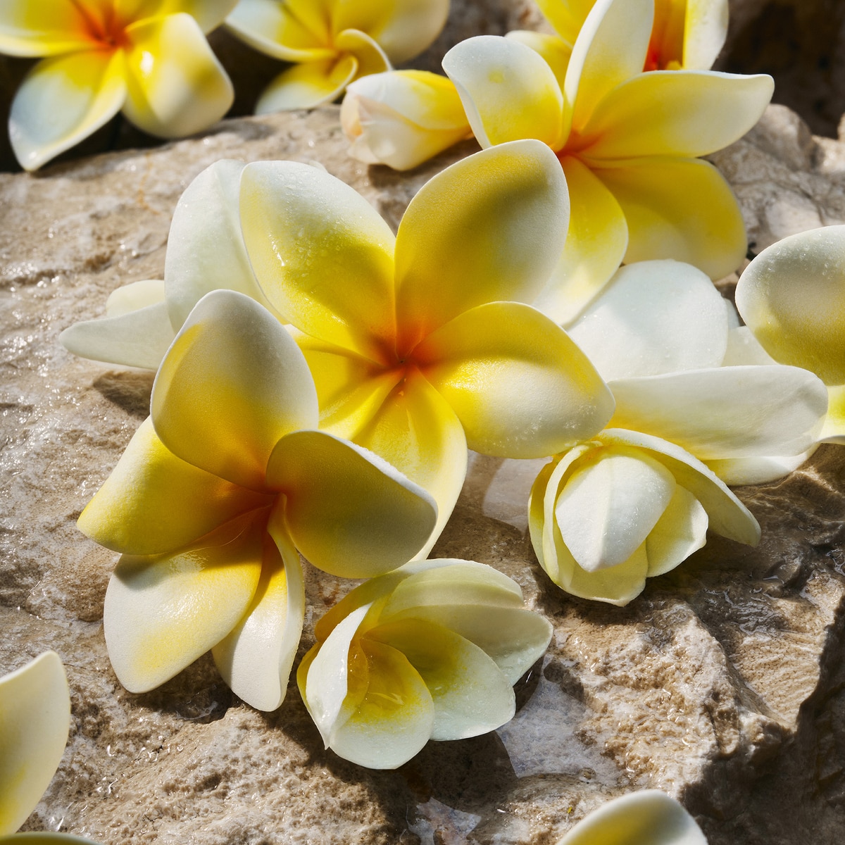 Light Blue Eau de Parfum 5