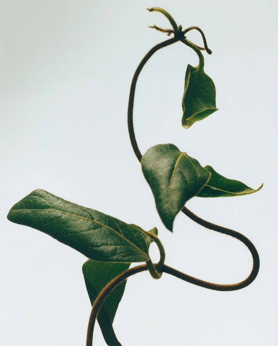 Honeysuckle Candle 3