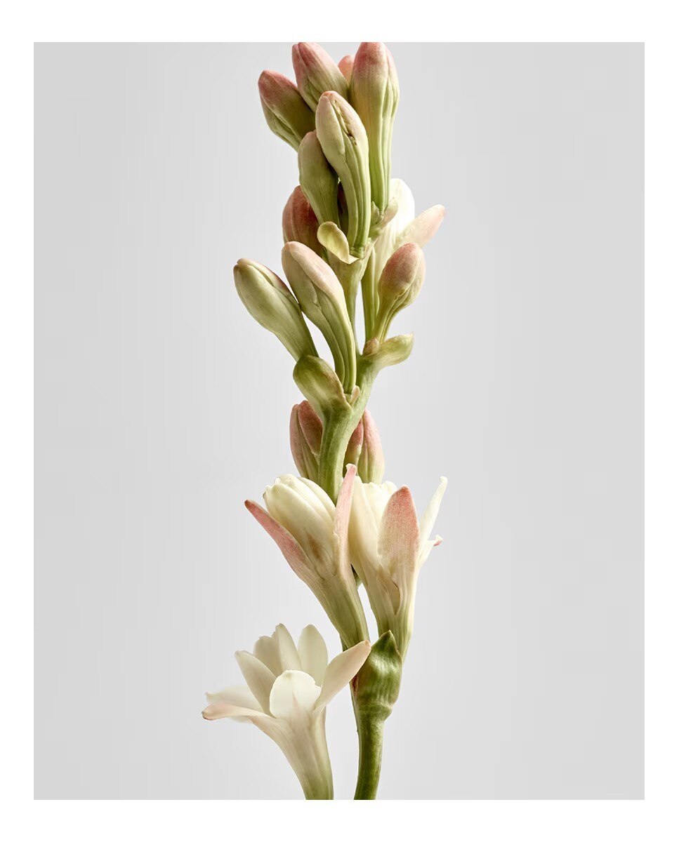 Vela Home Scents Textura Tuberose 3