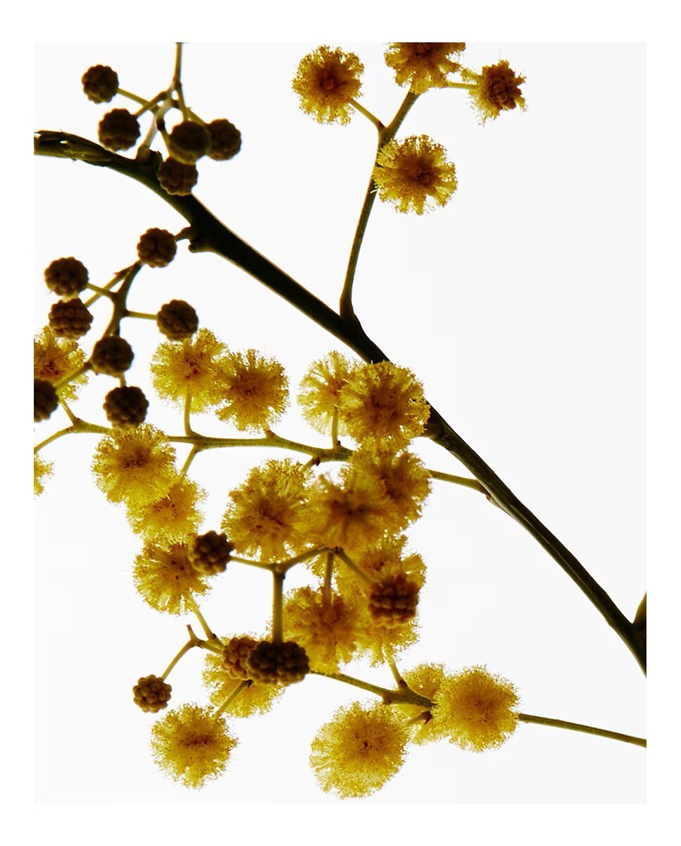 Vela Home Scents Textura Dendrochilum Magnum Orchid 3