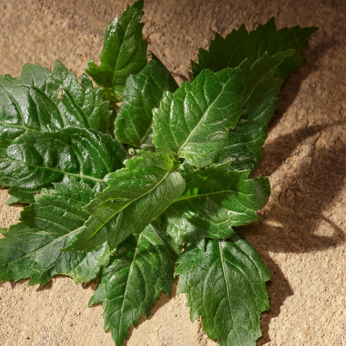 Devotion Male Eau de Parfum 6