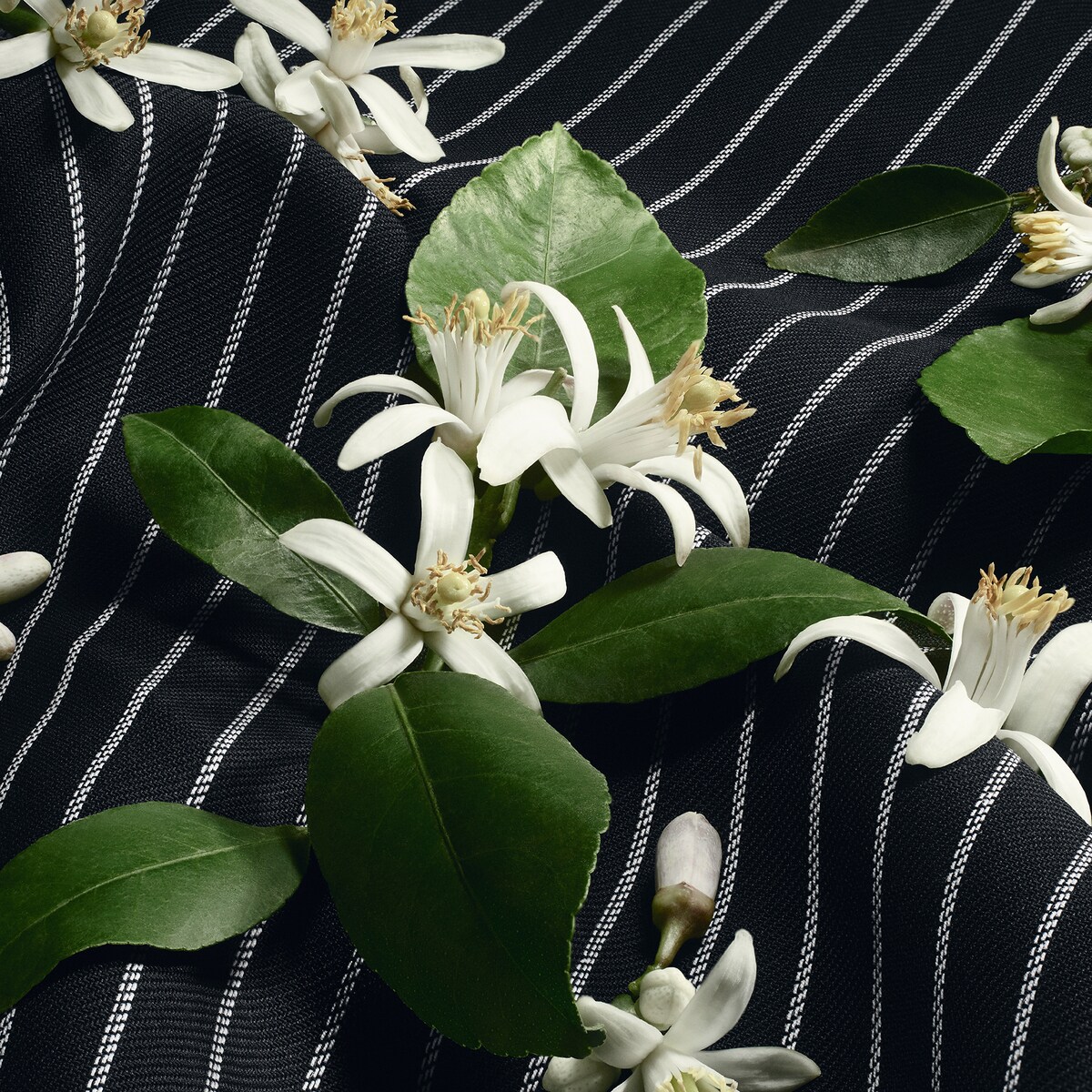 Re-Edition Eau De Parfum 5