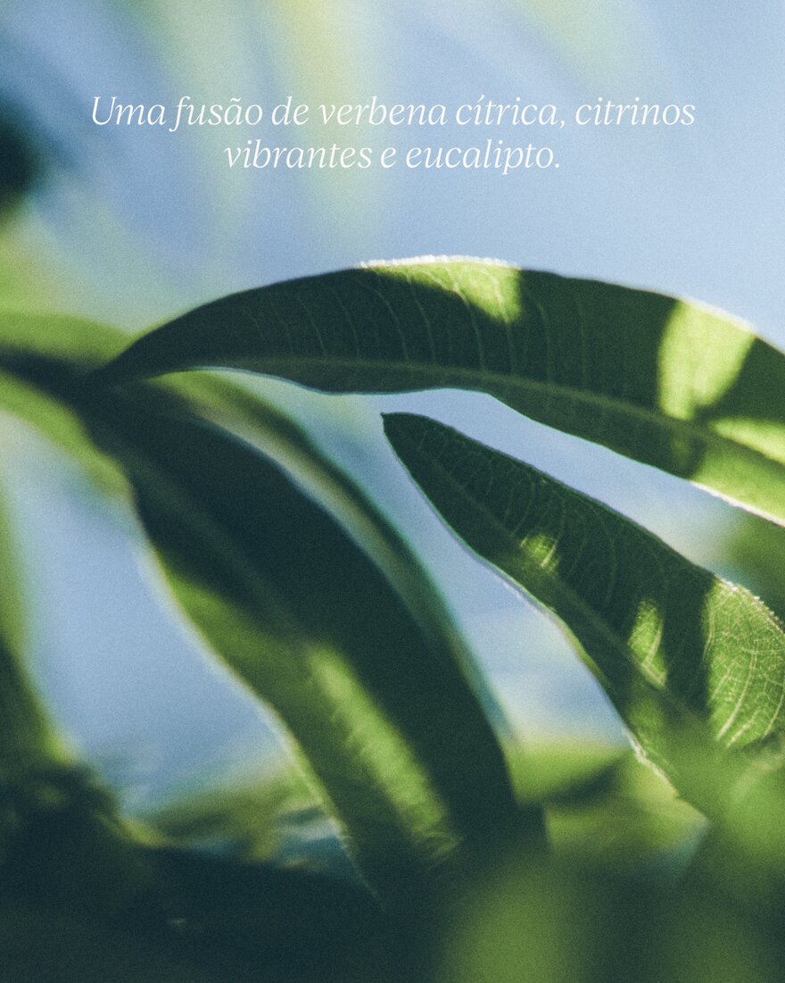 Sabonete Líquido para Mãos e Corpo Verbena 7