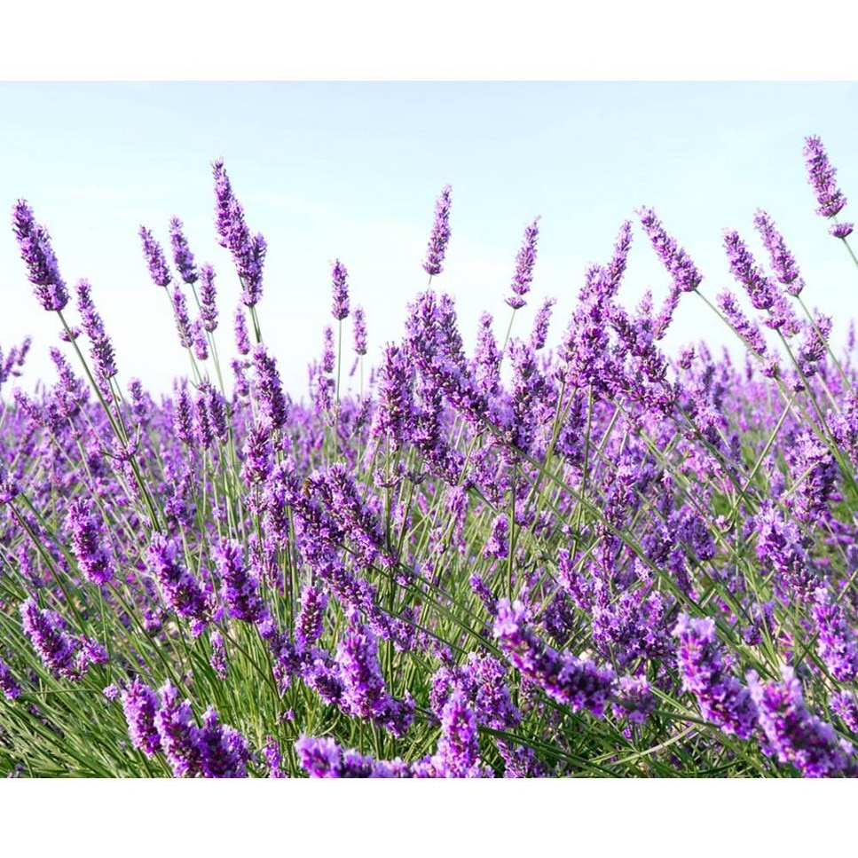 Midnight Recovery Botanical Cleansing Oil - 175 ml 5