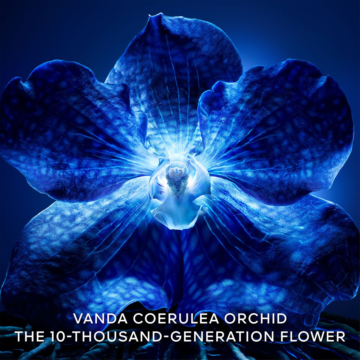 Recarga Creme Orchidée Impériale 5