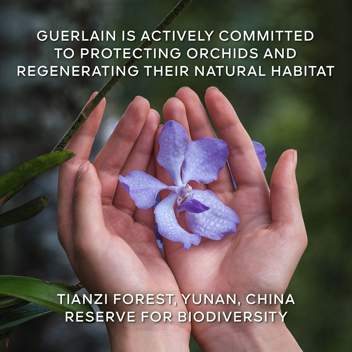 Recarga Creme Orchidée Impériale 10