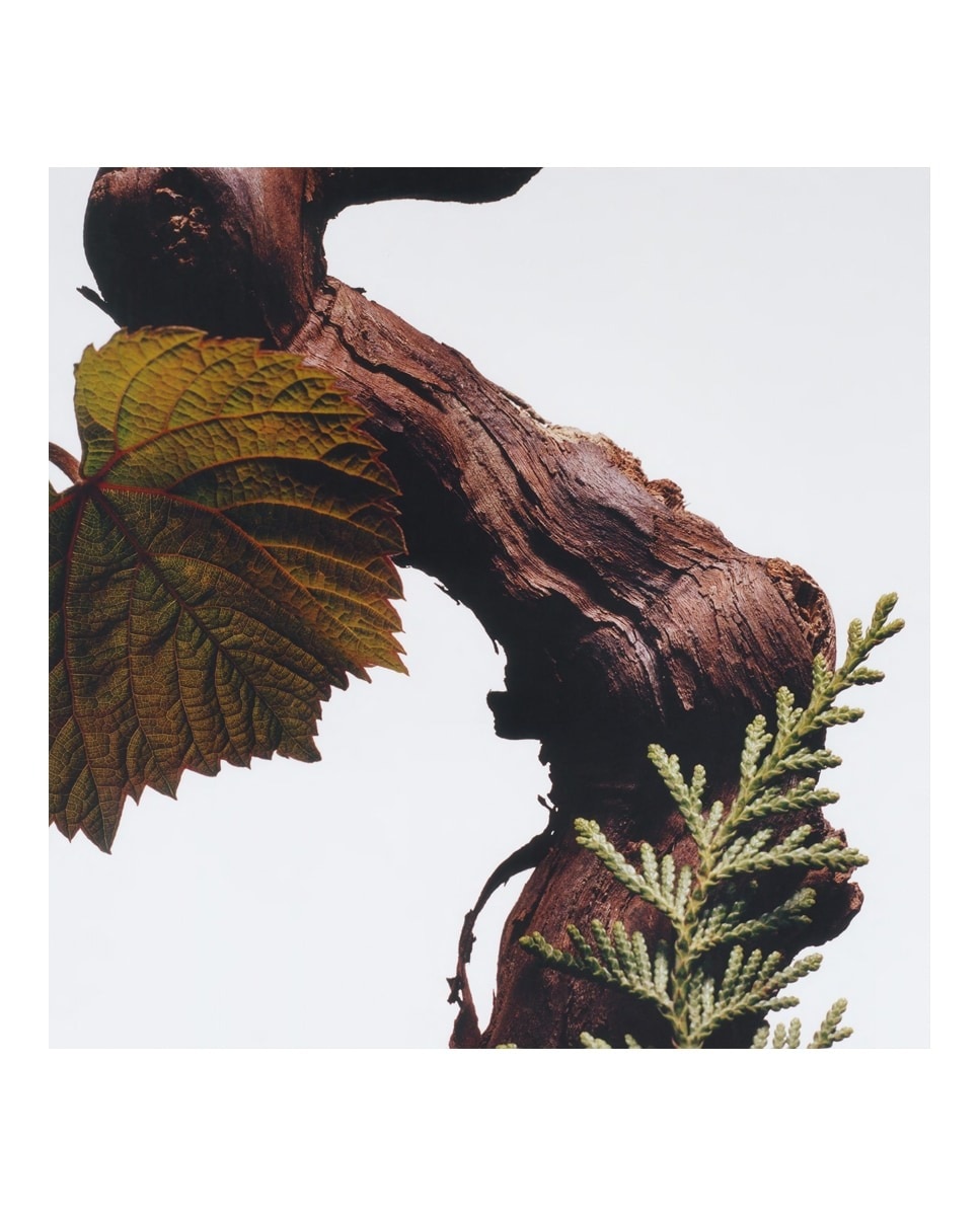 Spray Corporal All Over Cypress & Grapevine 4