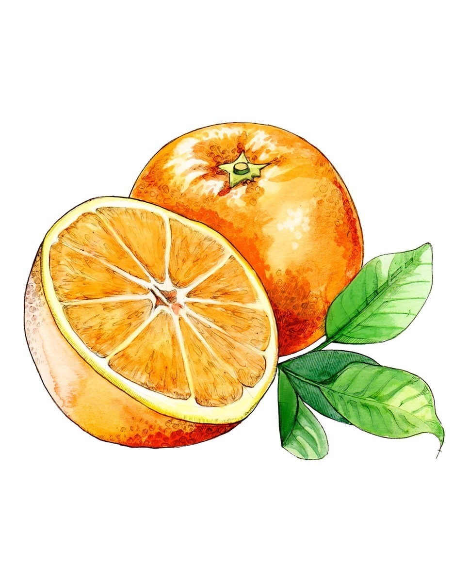 Difusor Orange Bitters Diffuser 5