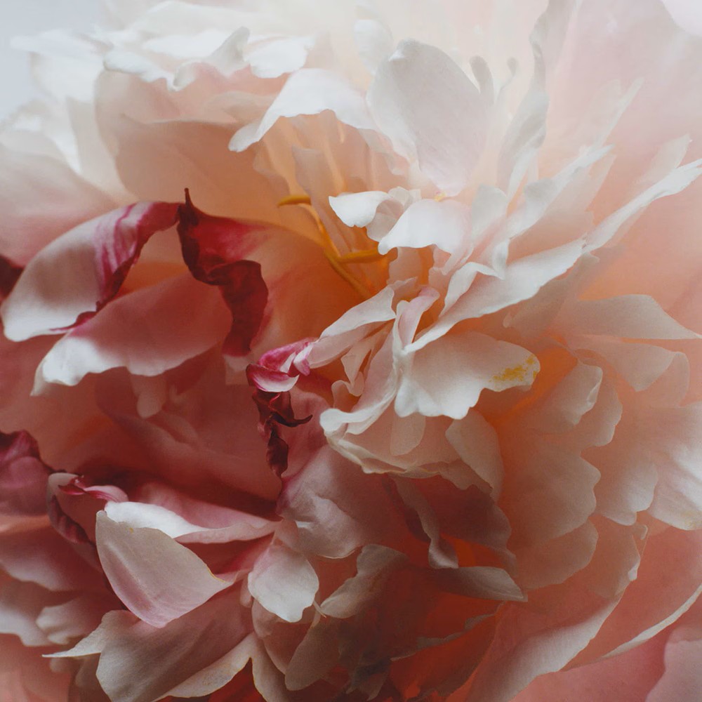 Recarga para Difusor Peony & Blush Suede 2