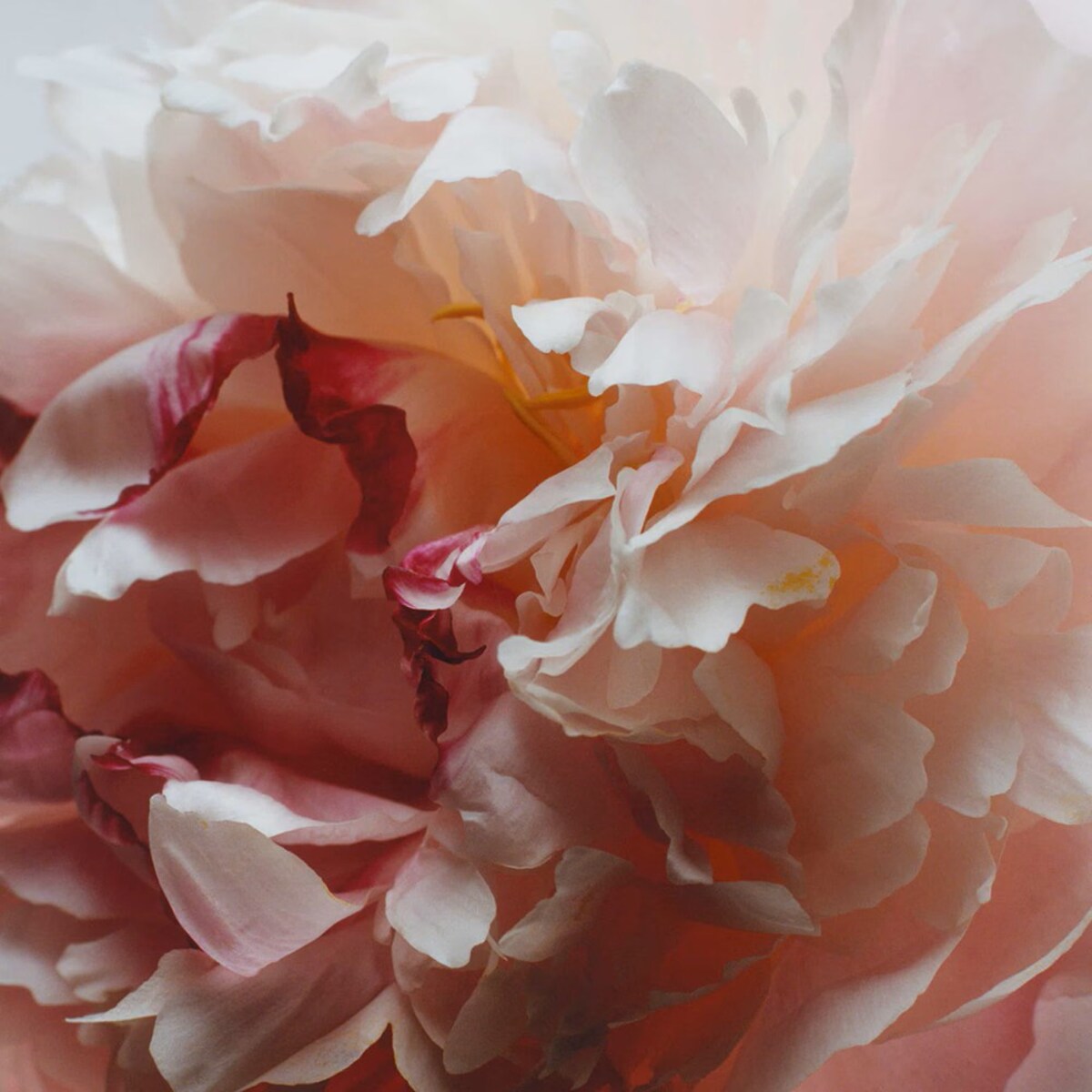 Recarga para Difusor Peony & Blush Suede 2