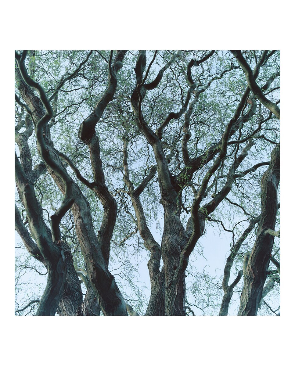 Ambientador Tree House 4