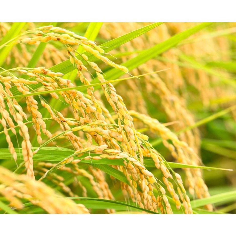 Rice and Wheat Volumizing Shampoo 3