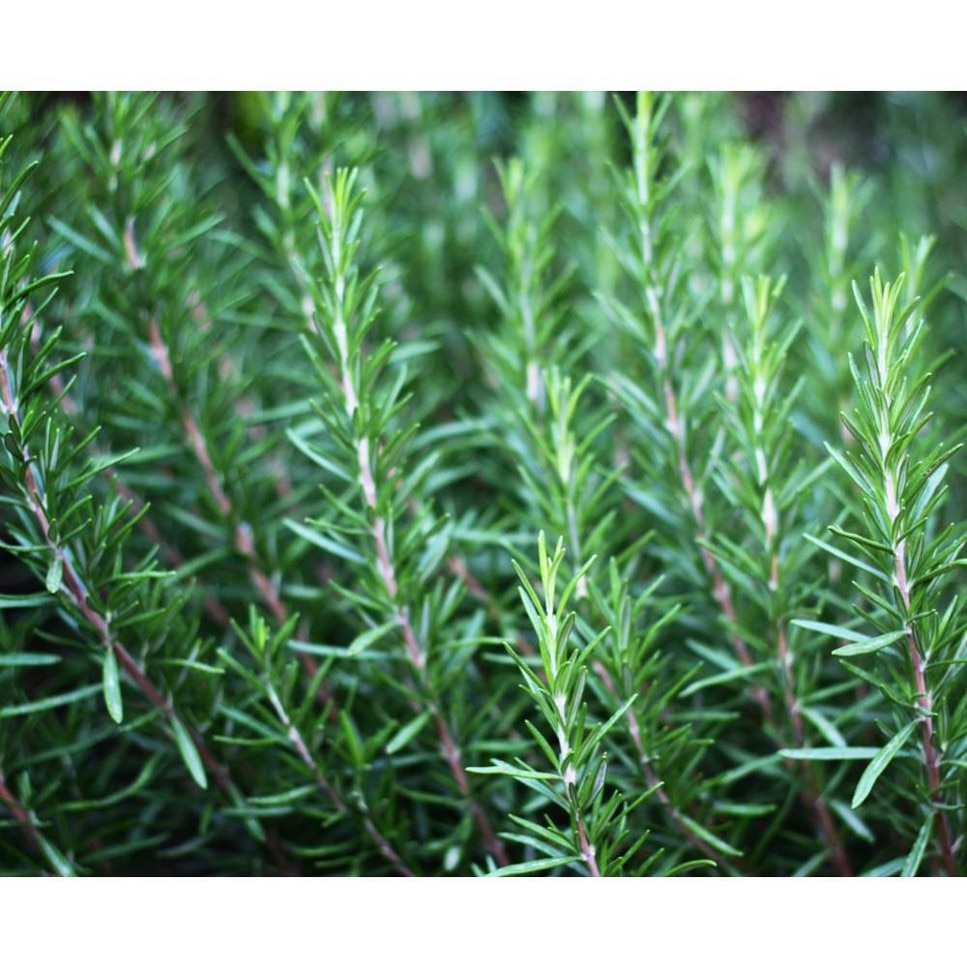 Magic Elixir Hair Restructuring Concentrate with Rosemary Leaf and Avocado - 125 ml 4