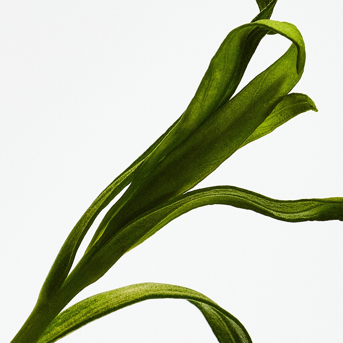 Coffret Esencia 150 ml 3