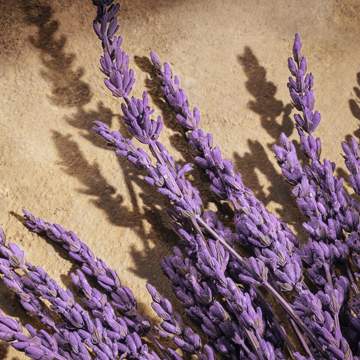 Devotion Male Parfum 7