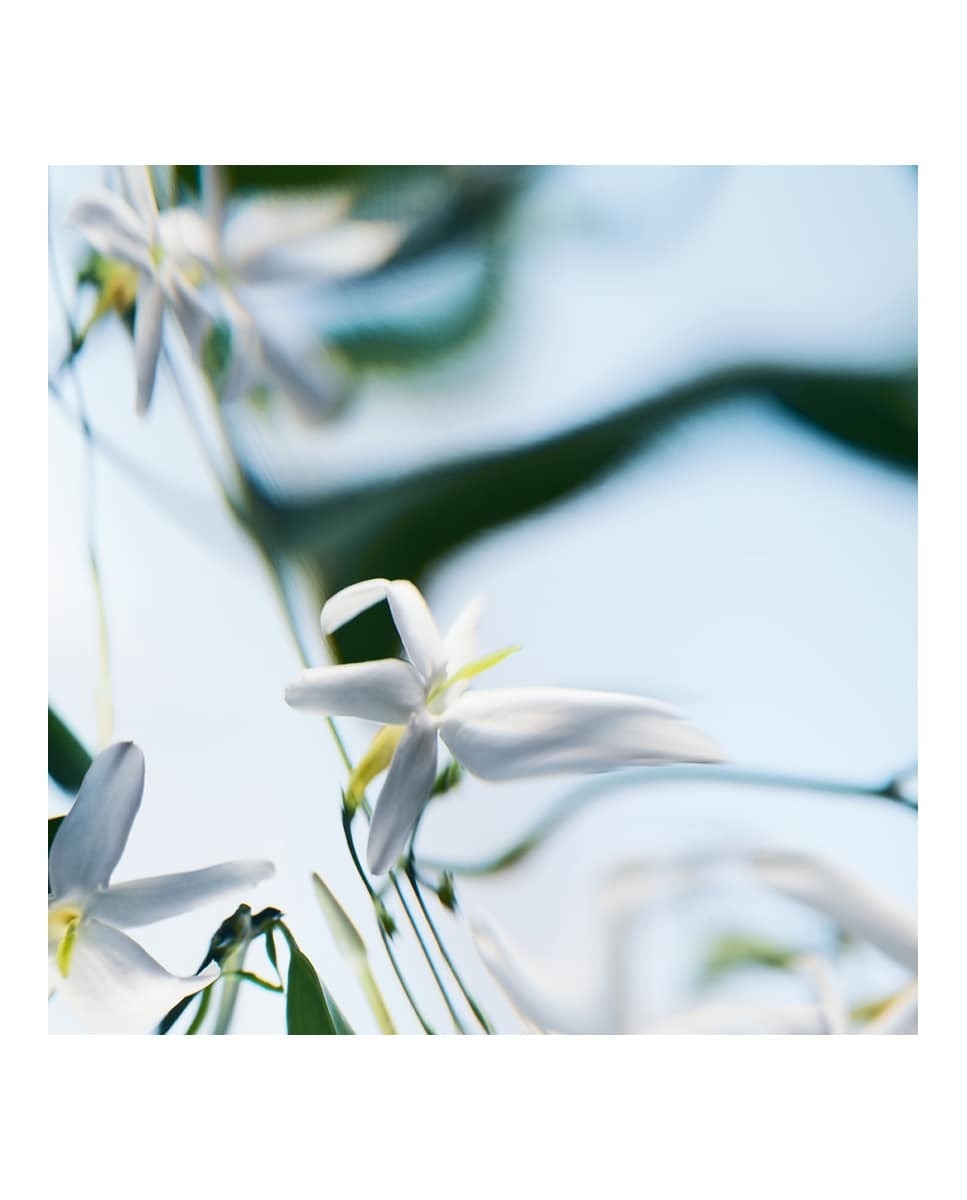 Absolu de Parfum Blanche 4