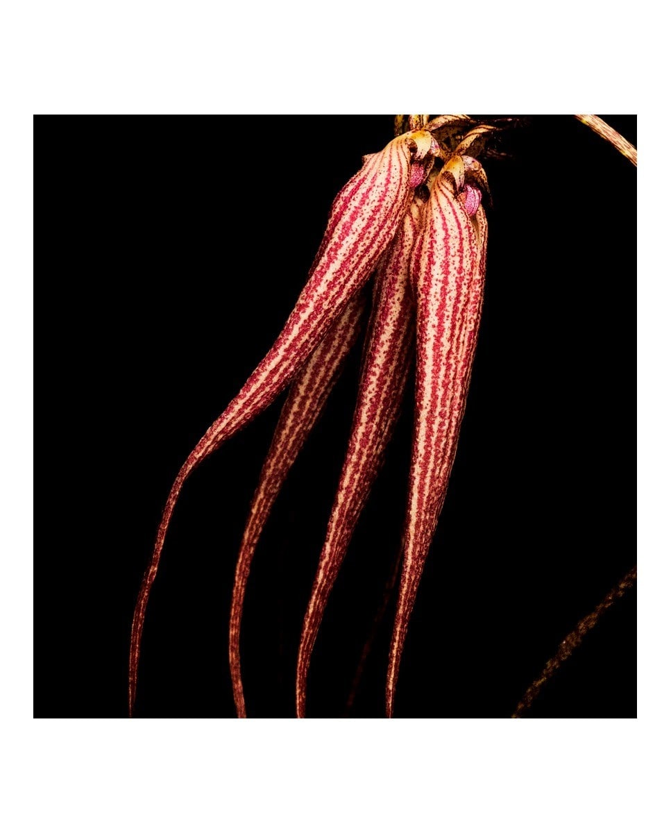 Absolu de Parfum Bal d'Afrique Byredo 4